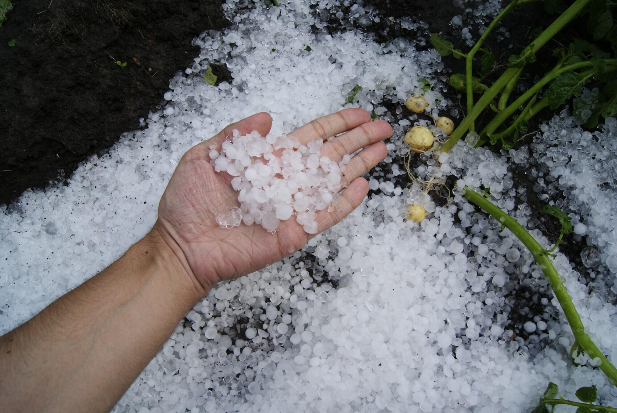 Hand holding dime sized hail